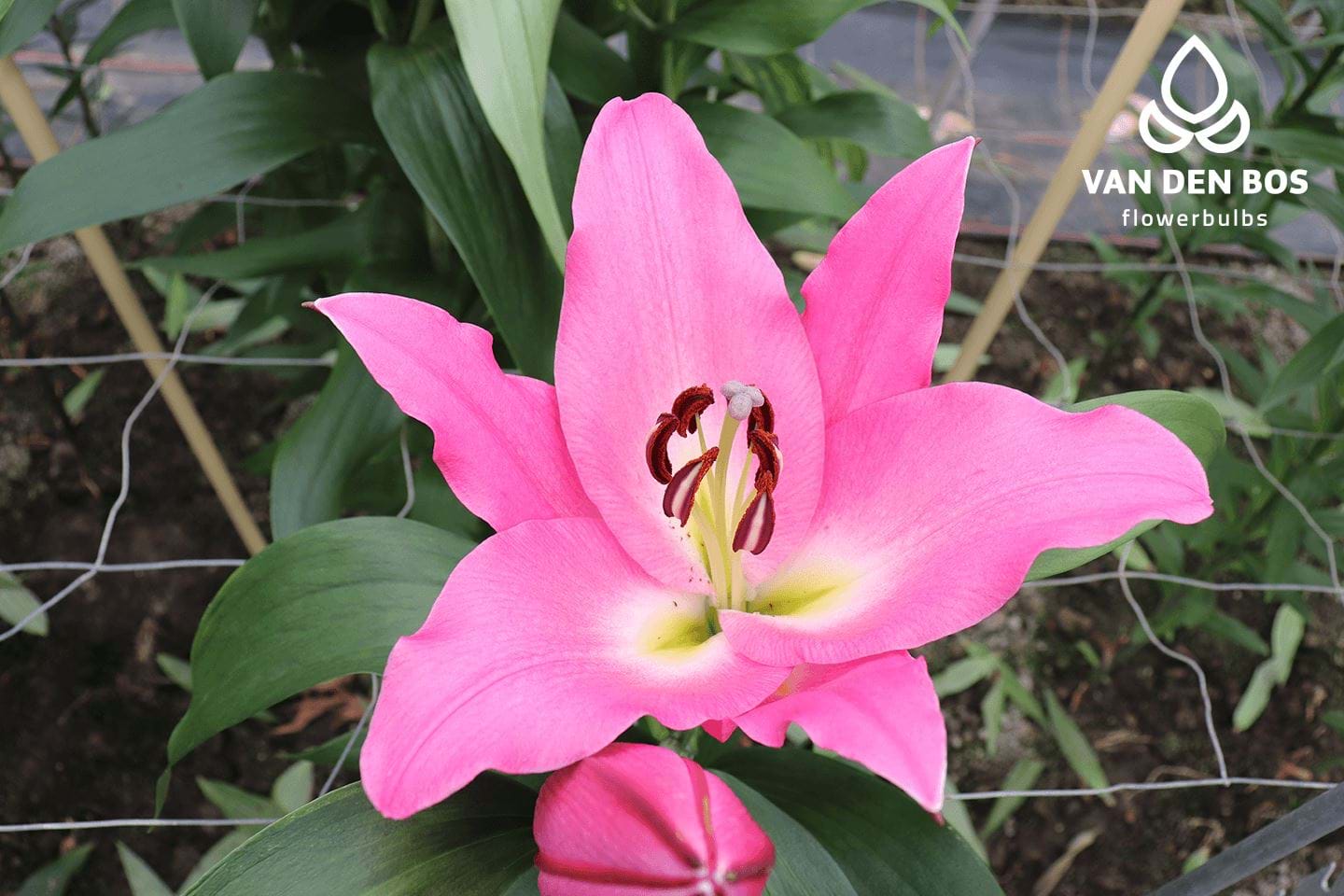 LILIUM TIGER OLD FASHIONED 'TULBAND LADY ALICE' 16/18 CM